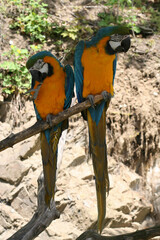 
blue-yellow macaw parrots on a branch in the park