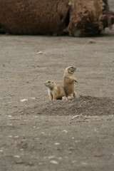 baby squirrel in the field