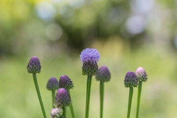 Outdoor blooming pink flowers Elecampane，Hemistepta lyrata (Bunge) Bunge
