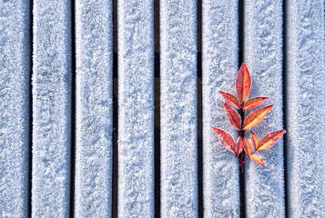 Top view of red leaves against white frosty wooden background. Closeup