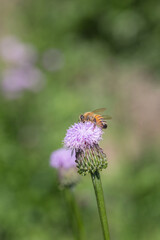 Fototapeta premium Outdoor blooming pink flowers Tagetes and bees，Hemistepta lyrata (Bunge) Bunge