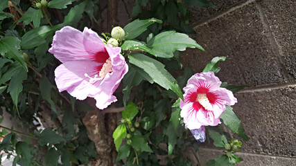 한국을 대표하는 국가꽃 무궁화 꽃