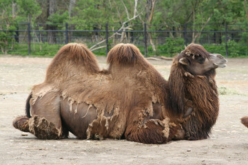 
wild camel on the ground in the park during the day