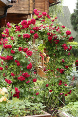  formal garden with red wattled rose on country house background