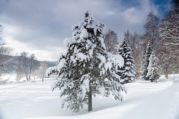 Closeup of snow-covered pine tree near camping house