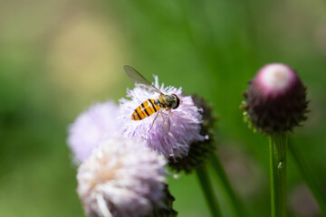 Outdoor blooming pink flowers Tagetes and bees，Hemistepta lyrata (Bunge) Bunge