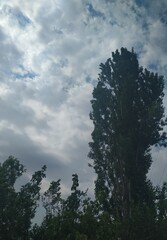 Obraz na płótnie Canvas Sky and trees