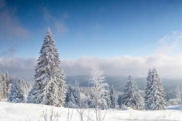 Naklejka premium View on mountain, snow-covered trees and thick clouds in distance