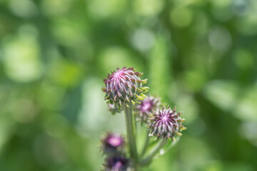 Outdoor blooming pink flowers Elecampane，Hemistepta lyrata (Bunge) Bunge
