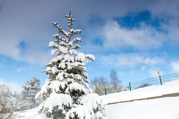 Obraz premium Closeup of tree covered with hoarfrost and snow under blue sky 