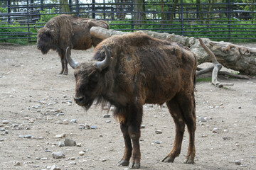 
wildly overgrown buffalo in the park during the day