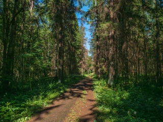 A narrow path through a dense forest