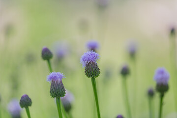 Outdoor blooming pink flowers Elecampane，Hemistepta lyrata (Bunge) Bunge
