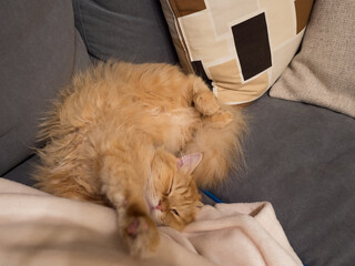 仰向けで寝る猫（マンチカン）