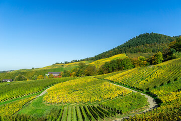 Fototapeta na wymiar Aerial shot of vineyards on hillside under blue sky