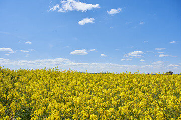 Obraz premium Closeup of yellow blooming rapeseed field under blue sky and white clouds
