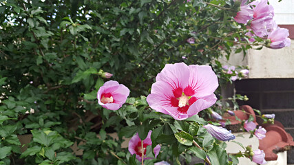 한국을 대표하는 국가꽃 무궁화 꽃