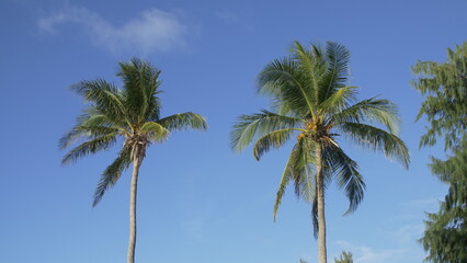 Fototapeta na wymiar Two coconut palm trees on blue sky background