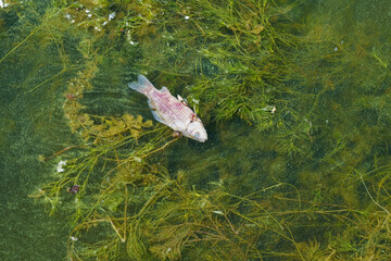 Dead small fish on the shore of the reservoir due to warming