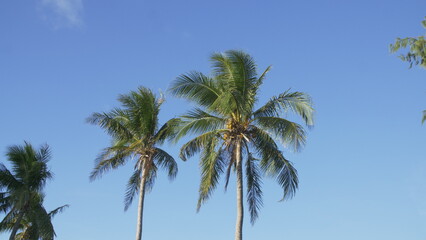 Fototapeta na wymiar Two coconut palm trees against blue sky