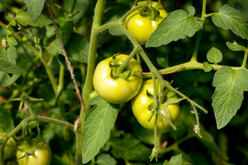 Unripe green tomatoes growing outdoors.