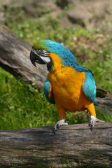 
wildly exotic colored macaw macaw on a branch