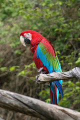 Fototapeta na wymiar wildly exotic colored macaw macaw on a branch