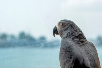 Close up of African Gray Parrot with brown background