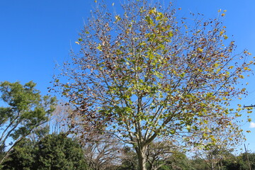 tree branches against blue sky