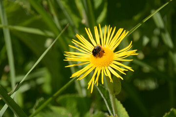 medicinal plant horse-heal or elfdock flowers with big bumblebee