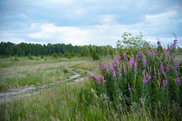 meadow with beautiful flowers, country road, in the background forest