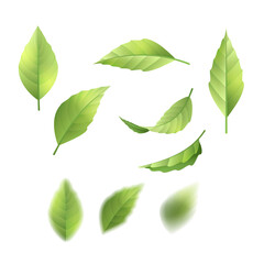 Collection of green leaves