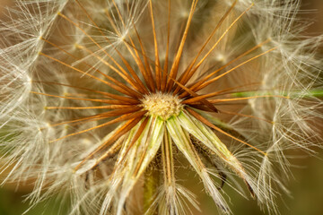 Fototapeta na wymiar Dandelion seeds close up blowing in green background