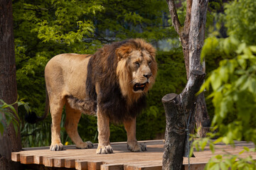 
A majestic wild lion stands among the trees. he has a mane. and behind it is a blurred green...