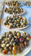 Fresh enamel venus shell for sale at the seafood market