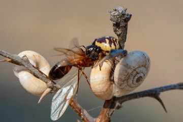 Goldenrod crab spider feasting on ant  Macro photo