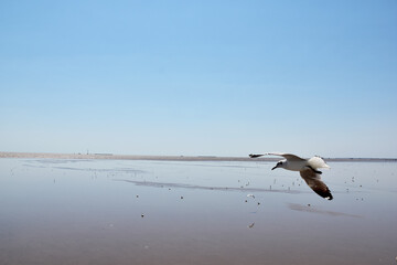 The seagulls on air above the sea water surface view horizon at Samutprakan, Thailand