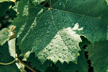 Grape leaf detail covered with rain drops.