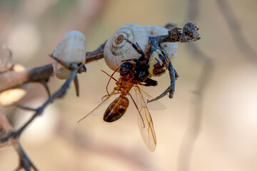 Goldenrod crab spider feasting on ant  Macro photo