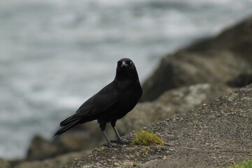 Crow near water
