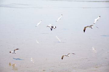 The seagulls on air above the sea water surface view horizon at Samutprakan, Thailand