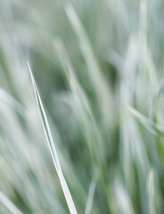 Decorative green and white grass.  Arrhenatherum elatius bulbosum variegatum. Soft focus. Natural background.