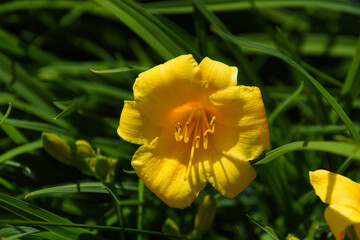 Nice flower on summer in a park