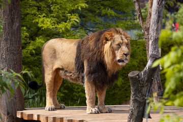 
A majestic wild lion stands among the trees. he has a mane. and behind it is a blurred green...