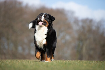 Fototapeta premium Bernese outside having fun