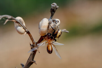 Goldenrod crab spider feasting on ant  Macro photo