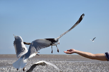 hand of traveler giving food for seagulls flying over sea at Bangpu Recreation Center in Samutprakan, Thailand.