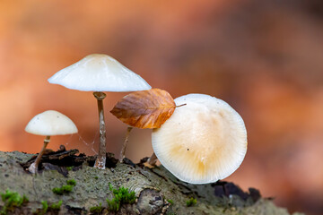 Porcelain fungus (Oudemansiella mucida) growing on a dead tree in autumn in the nature protection area Moenchbruch near Frankfurt, Germany.