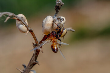 Goldenrod crab spider feasting on ant  Macro photo