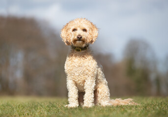 Labradoodle